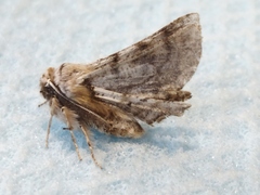Apochima flabellaria