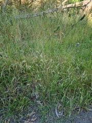 Rytidosperma setaceum