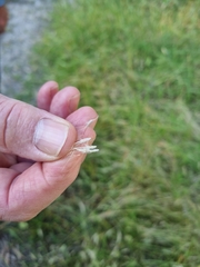 Rytidosperma setaceum