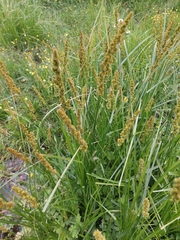 Carex vulpinoidea