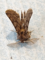 Apochima flabellaria