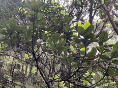 Beilschmiedia tarairi