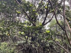 Beilschmiedia tarairi