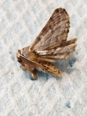 Apochima flabellaria