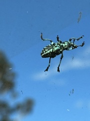 Chrysolopus spectabilis