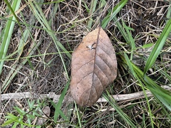 Beilschmiedia tarairi