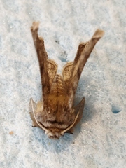 Apochima flabellaria