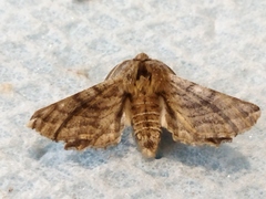 Apochima flabellaria