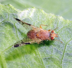 Tephritis zernyi