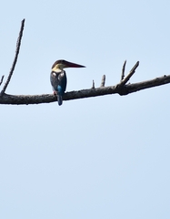 Pelargopsis capensis