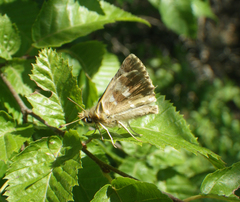 Muschampia proteides