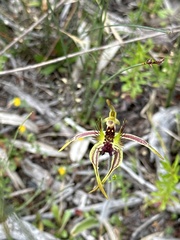 Caladenia corynephora