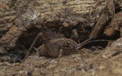 Pleioplectron simplex