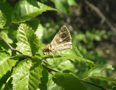 Muschampia proteides