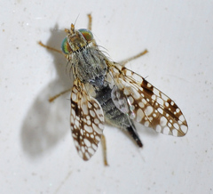 Tephritis matricariae