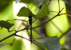 Hemicordulia continentalis
