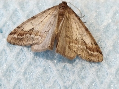 Erannis declinans