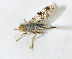 Tephritis matricariae