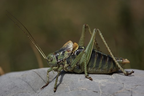 Short-tailed Bull Bush-cricket