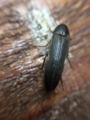 Ctenoplectron