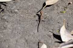 Morethia adelaidensis