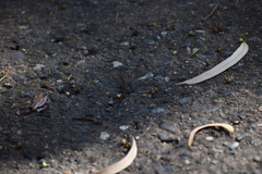 Morethia adelaidensis