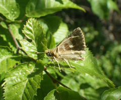 Muschampia proteides