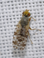 Tephritis nigricauda