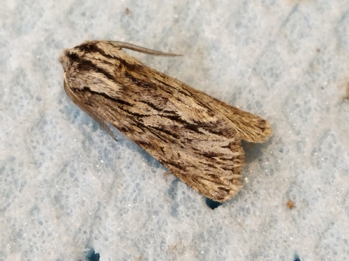 Photo of Sprawler (Asteroscopus sphinx)