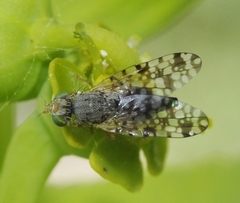 Tephritis nigricauda