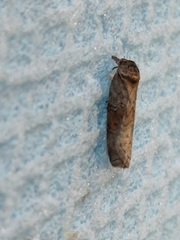 Nycteola asiatica