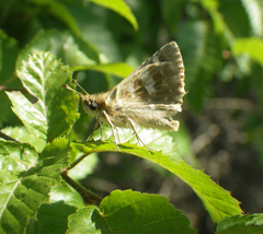 Muschampia proteides