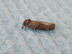 Nycteola asiatica