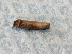 Nycteola asiatica