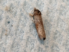 Nycteola asiatica