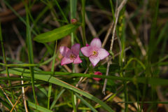 Cyanothamnus polygalifolius