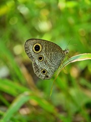Ypthima pandocus