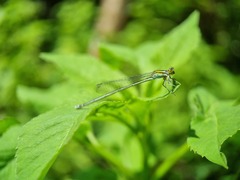Pseudagrion australasiae