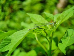 Pseudagrion australasiae