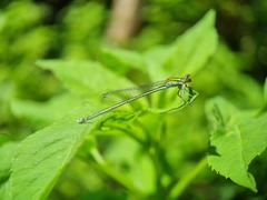 Pseudagrion australasiae