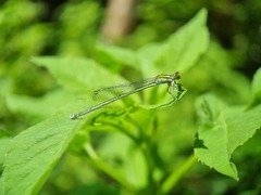 Pseudagrion australasiae