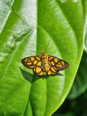 Odina hieroglyphica