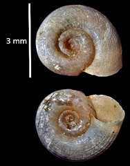 Gyraulus albus