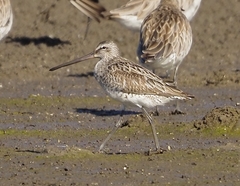 Limnodromus semipalmatus