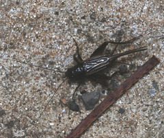 Teleogryllus commodus