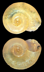 Gyraulus albus