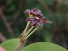 Vincetoxicum barbatum