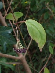 Vincetoxicum barbatum