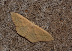 Scopula irrorata