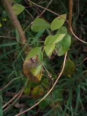 Vincetoxicum barbatum